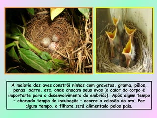 A maioria das aves constrói ninhos com gravetos, grama, pêlos, penas, barro, etc, onde chocam seus ovos (o calor do corpo é importante para o desenvolvimento do embrião). Após algum tempo – chamado tempo de incubação – ocorre a eclosão do ovo. Por algum tempo, o filhote será alimentado pelos pais. 