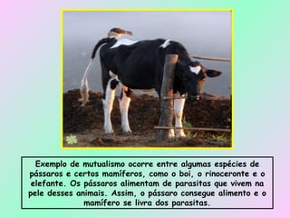 Exemplo de mutualismo ocorre entre algumas espécies de pássaros e certos mamíferos, como o boi, o rinoceronte e o elefante. Os pássaros alimentam de parasitas que vivem na pele desses animais. Assim, o pássaro consegue alimento e o mamífero se livra dos parasitas. 