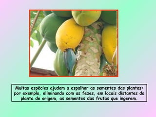 Muitas espécies ajudam a espalhar as sementes das plantas: por exemplo, eliminando com as fezes, em locais distantes da planta de origem, as sementes das frutas que ingerem. 