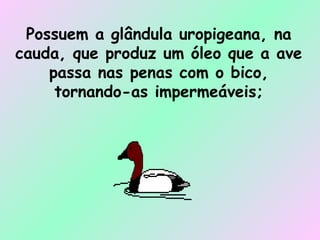 Possuem a glândula uropigeana, na cauda, que produz um óleo que a ave passa nas penas com o bico, tornando-as impermeáveis; 