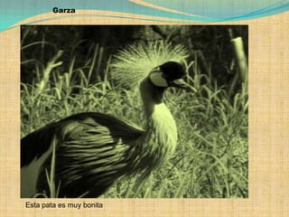 GarzaEsta pata es muy bonita