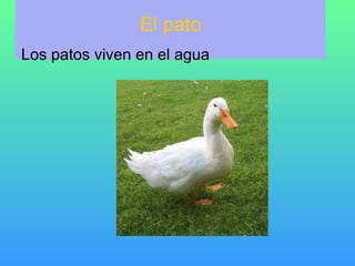 El pato Los patos viven en el agua