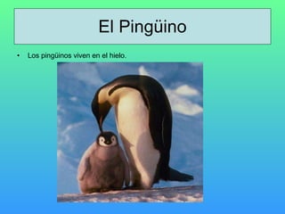 El Pingüino Los pingüinos viven en el hielo.