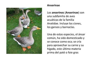 Anserinae Los anserinos (Anserinae) son una subfamilia de aves acuáticas de la familiaAnatidae. Incluye los cisnes, los gansos y barnaclas. Una de estas especies, el ánsar común, ha sido domesticado y se conoce como oca; se cría para aprovechar su carne y su hígado, este último materia prima del paté o foie gras