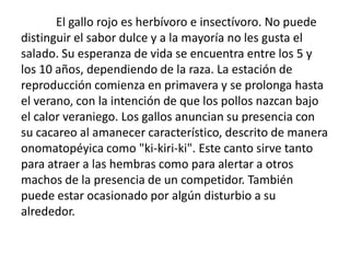 	El gallo rojo es herbívoro e insectívoro. No puede distinguir el sabor dulce y a la mayoría no les gusta el salado. Su esperanza de vida se encuentra entre los 5 y los 10 años, dependiendo de la raza. La estación de reproducción comienza en primavera y se prolonga hasta el verano, con la intención de que los pollos nazcan bajo el calor veraniego. Los gallos anuncian su presencia con su cacareo al amanecer característico, descrito de manera onomatopéyica como "ki-kiri-ki". Este canto sirve tanto para atraer a las hembras como para alertar a otros machos de la presencia de un competidor. También puede estar ocasionado por algún disturbio a su alrededor.
