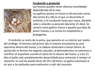 Incubación y gestación Los huevos pueden tener diversas tonalidades dependiendo de la raza.Las gallinas ponen un huevo al día durante varios días (entre 8 y 10) en el que se desarrolla el embrión, y lo incubarán hasta que nazca, dándole calor y rotando su posición (durante 21 días). Se conoce como gallina clueca a aquella que deja de poner huevos y se centra en empollarlos y protegerlos.El embrión se nutre de la yema, que penetra en su interior por medio del ombligo. Al término del primer día el sistema circulatorio ya será operativo dentro del huevo, y la cabeza comenzará a tomar forma. Al quinto día se forman los órganos sexuales, al decimotercero se comienza a calcificar el esqueleto usando el calcio de la cáscara del huevo, y a los 21 días el pollo está completamente desarrollado para comenzar a romper el cascarón, lo cual les puede llevar de 10 a 20 horas. La gallina cacareará al oír piar a los polluelos para motivarles a salir del cascarón.