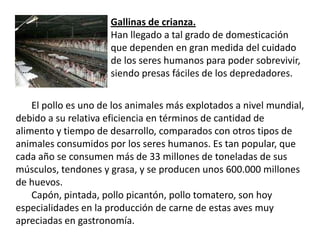 Gallinas de crianza.Han llegado a tal grado de domesticación que dependen en gran medida del cuidado de los seres humanos para poder sobrevivir, siendo presas fáciles de los depredadores.El pollo es uno de los animales más explotados a nivel mundial, debido a su relativa eficiencia en términos de cantidad de alimento y tiempo de desarrollo, comparados con otros tipos de animales consumidos por los seres humanos. Es tan popular, que cada año se consumen más de 33 millones de toneladas de sus músculos, tendones y grasa, y se producen unos 600.000 millones de huevos.Capón, pintada, pollo picantón, pollo tomatero, son hoy especialidades en la producción de carne de estas aves muy apreciadas en gastronomía.