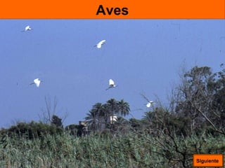 Aves Siguiente  