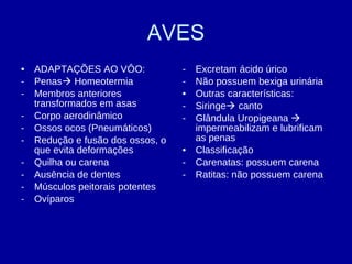 AVES ADAPTAÇÕES AO VÔO: Penas   Homeotermia Membros anteriores transformados em asas Corpo aerodinâmico Ossos ocos (Pneumáticos) Redução e fusão dos ossos, o que evita deformações Quilha ou carena Ausência de dentes Músculos peitorais potentes Ovíparos Excretam ácido úrico Não possuem bexiga urinária Outras características: Siringe   canto Glândula Uropigeana    impermeabilizam e lubrificam as penas Classificação Carenatas: possuem carena Ratitas: não possuem carena 