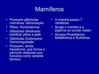 Mamíferos Possuem glândulas mamárias :alimentação Pêlos: Homeotermia Glândulas Sebáceas: lubrificar pêlos e pele Glândulas Sudorípara: Osmorregulação Possuem, ainda hipoderme, que forma o panículo adiposso que funciona como isolante térmico A maioria possui 7 vértebras Surge o martelo e a bigorna no ouvido médio Grupos Protothérios, Metathérios e Euthérios 