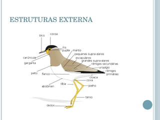 ESTRUTURAS EXTERNA 