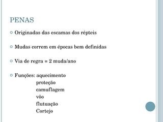 PENAS Originadas das escamas dos répteis Mudas correm em épocas bem definidas Via de regra = 2 muda/ano Funções: aquecimento proteção camuflagem vôo flutuação Cortejo 