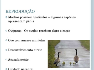 REPRODUÇÃO Machos possuem testículos – algumas espécies apresentam pênis Ovíparas - Os óvulos recebem clara e casca Ovo com anexos amniotas Desenvolvimento direto  Acasalamento Cuidado parental 