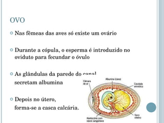 OVO Nas fêmeas das aves só existe um ovário Durante a cópula, o esperma é introduzido no oviduto para fecundar o óvulo As glândulas da parede do canal  secretam albumina  Depois no útero,  forma-se a casca calcária. 