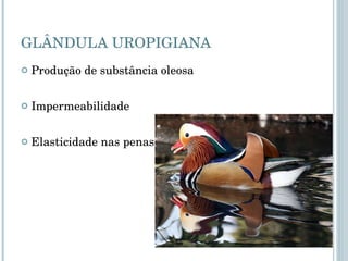 GLÂNDULA UROPIGIANA Produção de substância oleosa Impermeabilidade Elasticidade nas penas 