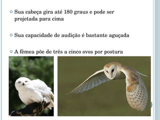 Sua cabeça gira até 180 graus e pode ser projetada para cima Sua capacidade de audição é bastante aguçada A fêmea põe de três a cinco ovos por postura 
