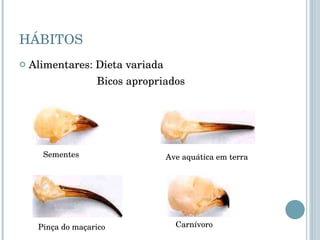HÁBITOS Alimentares: Dieta variada Bicos apropriados  Sementes Ave aquática em terra Pinça do maçarico Carnívoro 