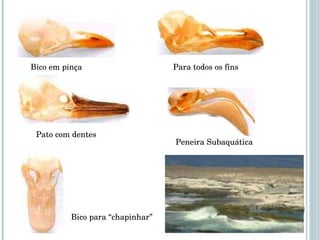 Peneira Subaquática Bico em pinça Para todos os fins Bico para “chapinhar” Pato com dentes 