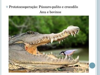 Prototocooperação:  Pássaro-palito e crocodilo Anu e bovinos 