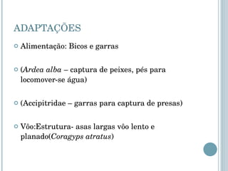 ADAPTAÇÕES Alimentação: Bicos e garras ( Ardea alba  – captura de peixes, pés para locomover-se água) (Accipitridae – garras para captura de presas) Vôo:Estrutura- asas largas vôo lento e planado( Coragyps atratus ) 