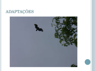ADAPTAÇÕES 