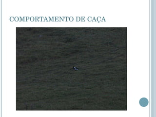 COMPORTAMENTO DE CAÇA 
