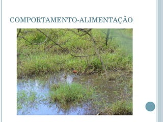 COMPORTAMENTO-ALIMENTAÇÃO 