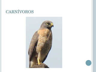 CARNÍVOROS 