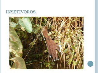 INSETIVOROS 