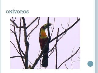 ONÍVOROS 