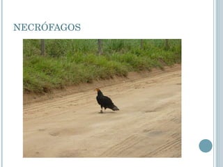 NECRÓFAGOS 