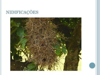 NIDIFICAÇÕES 