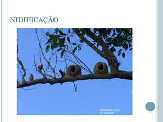 NIDIFICAÇÃO 