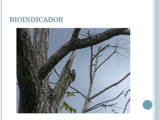 BIOINDICADOR 