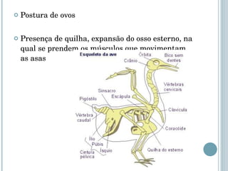 Postura de ovos Presença de quilha, expansão do osso esterno, na qual se prendem os músculos que movimentam as asas 