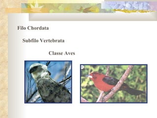 Filo Chordata  Subfilo Vertebrata  Classe Aves 