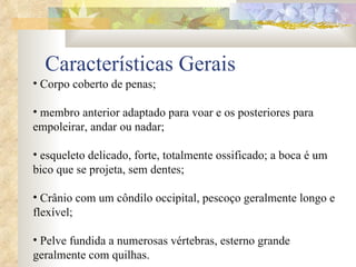 Características Gerais Corpo coberto de penas; membro anterior adaptado para voar e os posteriores para empoleirar, andar ou nadar; esqueleto delicado, forte, totalmente ossificado; a boca é um bico que se projeta, sem dentes; Crânio com um côndilo occipital, pescoço geralmente longo e flexível; Pelve fundida a numerosas vértebras, esterno grande geralmente com quilhas. 