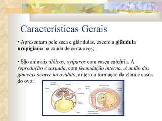 Características Gerais Apresentam pele seca e glândulas, exceto a  glândula uropigiana  na cauda de certa aves; São animais  dióicos ,  ovíparos  com casca calcária. A  reprodução é sexuada , com  fecundação interna .  A união dos gametas ocorre no oviduto , antes da formação da clara e casca do ovo; 