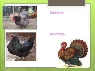 Orpington.




Australop.
 