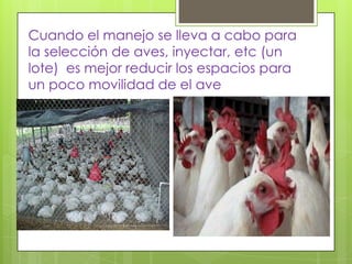 Cuando el manejo se lleva a cabo para
la selección de aves, inyectar, etc (un
lote) es mejor reducir los espacios para
un poco movilidad de el ave
 