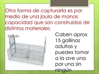 Otra forma de capturarla es por
medio de una jaula de manos
capacidad que son construidas de
distintos materiales
                     Caben aprox
                     15 gallinas
                     adultas y
                     puedes tomar
                     a la ave una
                     por una sin
                     ningún
 