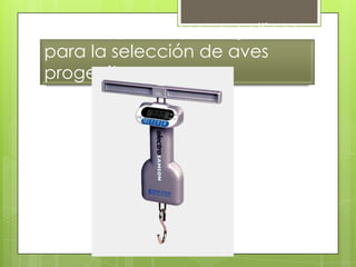 Bascula para pesar a gallinas
para la selección de aves
progenitoras
 