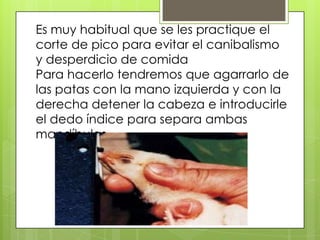 Es muy habitual que se les practique el
corte de pico para evitar el canibalismo
y desperdicio de comida
Para hacerlo tendremos que agarrarlo de
las patas con la mano izquierda y con la
derecha detener la cabeza e introducirle
el dedo índice para separa ambas
mandíbulas
 