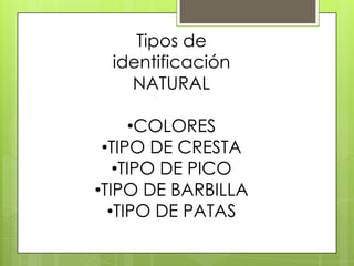 Tipos de
 identificación
   NATURAL

      •COLORES
 •TIPO DE CRESTA
   •TIPO DE PICO
•TIPO DE BARBILLA
  •TIPO DE PATAS
 