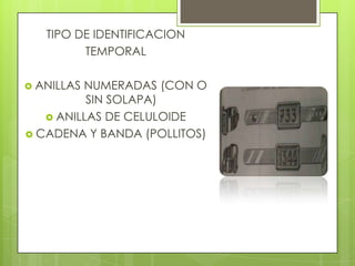 TIPO DE IDENTIFICACION
         TEMPORAL

 ANILLASNUMERADAS (CON O
          SIN SOLAPA)
    ANILLAS DE CELULOIDE
 CADENA Y BANDA (POLLITOS)
 