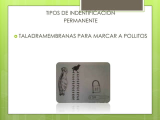 TIPOS DE INDENTIFICACION
                PERMANENTE

 TALADRAMEMBRANAS   PARA MARCAR A POLLITOS
 