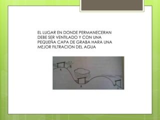 EL LUGAR EN DONDE PERMANECERAN
DEBE SER VENTILADO Y CON UNA
PEQUEÑA CAPA DE GRABA HARA UNA
MEJOR FILTRACION DEL AGUA
 