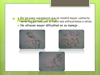 * Manejo de aves
    De las aves con especie que se tendrá mayor contacto
     serán las gallinas, por lo tanto nos enfocaremos a estas.
    No ofrecen mayor dificultad en su manejo .
 