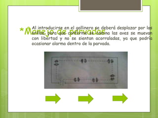 Al introducirse en el gallinero se deberá desplazar por las
*Manejo de parvadas
 
     orillas, para que conforme se camina las aves se muevan
     con libertad y no se sientan acorraladas, ya que podría
     ocasionar alarma dentro de la parvada.
 