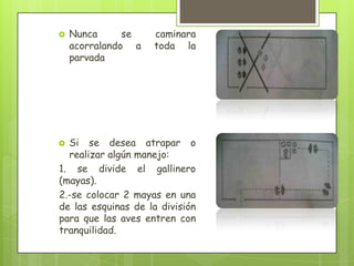    Nunca      se   caminara
    acorralando a   toda la
    parvada




 Si se desea atrapar o
  realizar algún manejo:
1. se divide el gallinero
(mayas).
2.-se colocar 2 mayas en una
de las esquinas de la división
para que las aves entren con
tranquilidad.
 